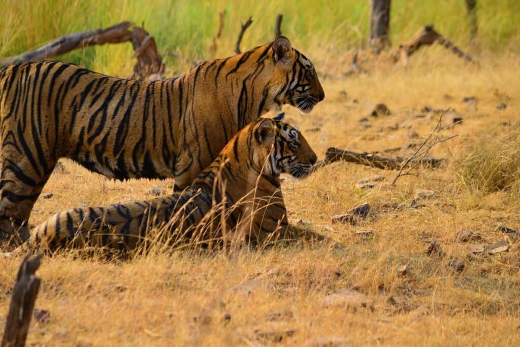 Same Day Bishnoi Village Safari from Jodhpur