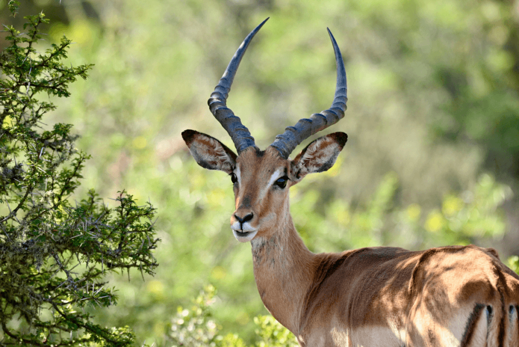 Wildlife of South India