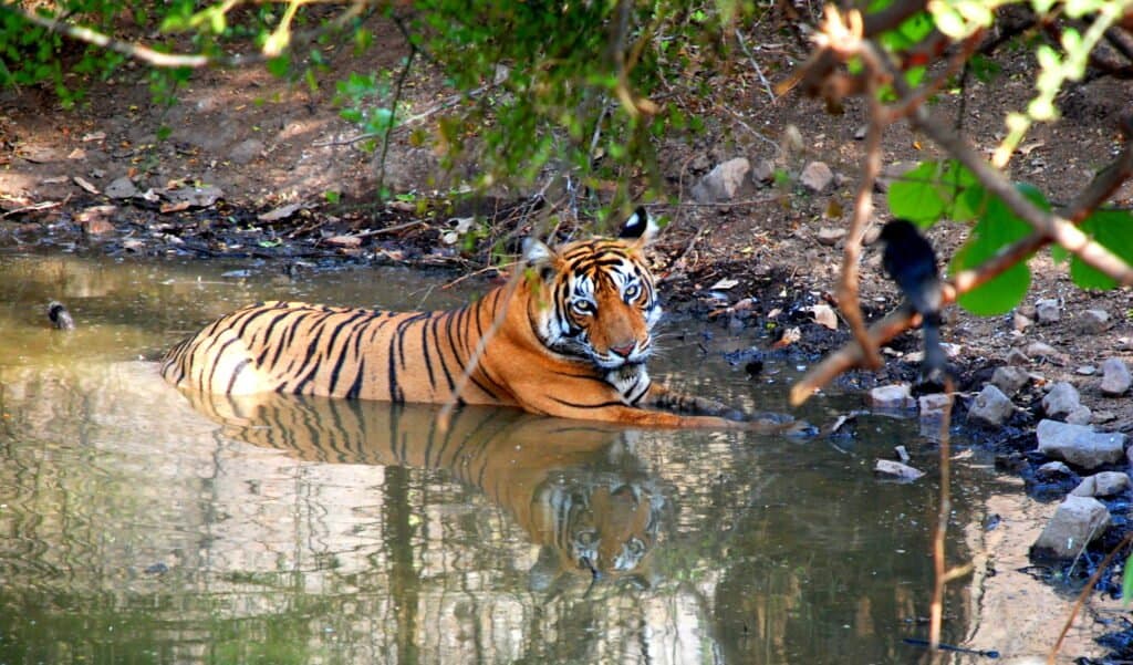 2 DAYS JAIPUR RANTHMBHORE TOUR
