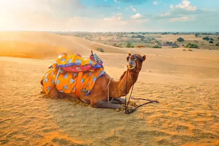 Rumi Camel Safari with Enchanting Beauty of Thar Desert