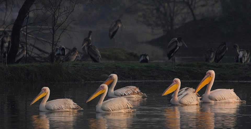 8 Days Golden Triangle Tour With Seriska & Bharatpur