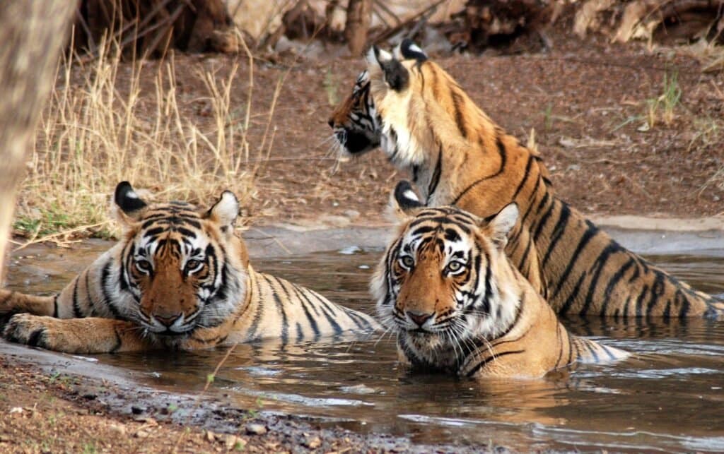 9 Days Golden Triangle Tour With Ranthambore & Bharatpur