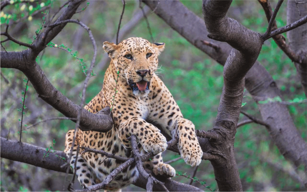 Wildlife of Incredible India with Tiger