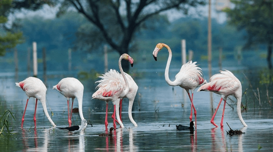 Bird Paradise Tour