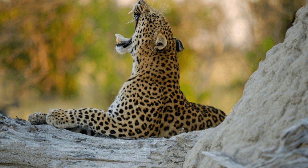 Central India Wildlife Tour
