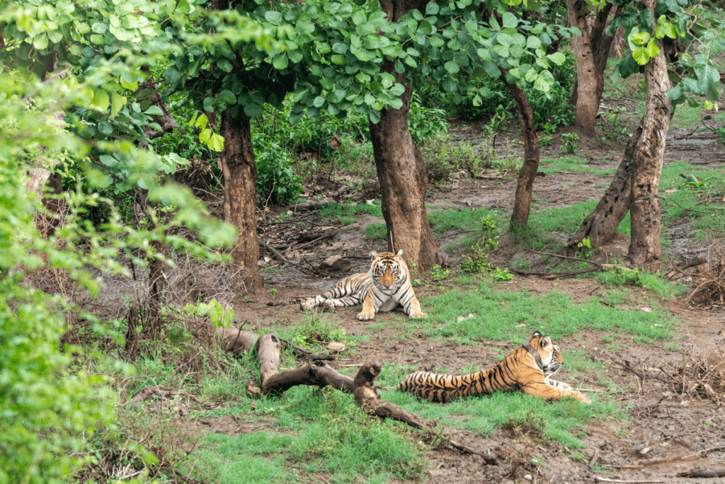 Luxury Rajasthan & Ranthambore Tour