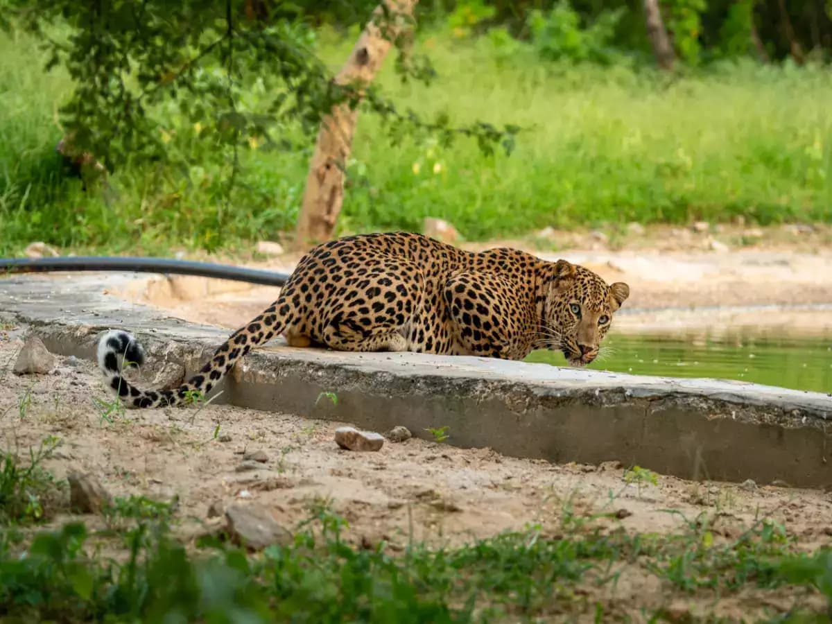 Jhalana Leopard Safari Tour
