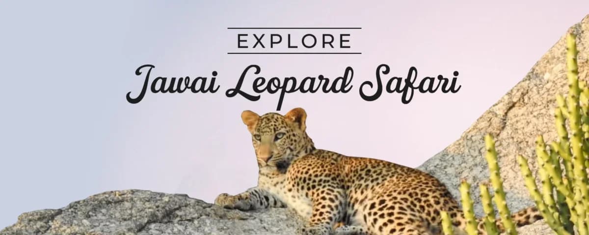 Discover the Secrets of Jawai: Selecting the Perfect Leopard Safari Package