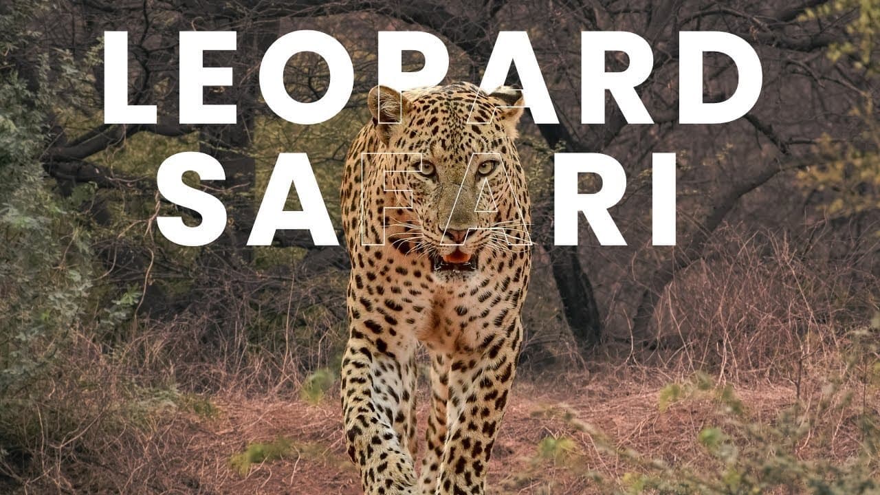 Jhalana Leopard Safari: A Journey Through Nature’s Wonders