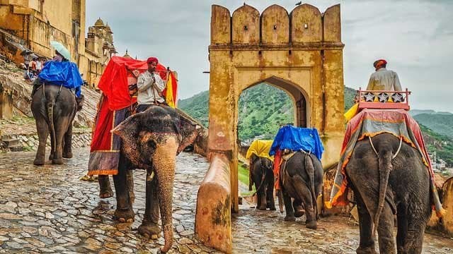 Jaipur Elephant Activities: A Journey of Bonding and Adventure