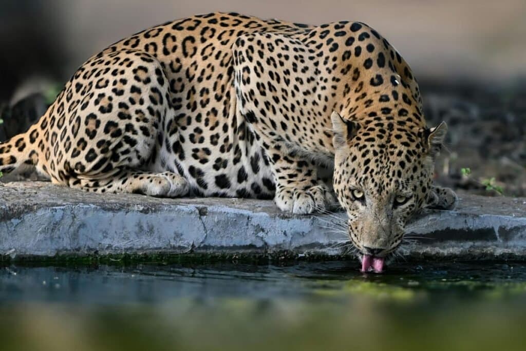 Jhalana Leopard Safari Tour photo 2