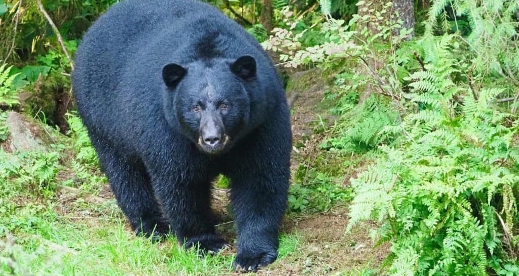 Corbett WildLife Tour photo 3