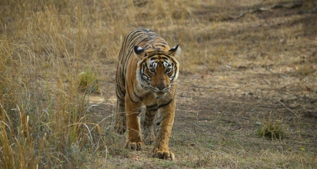 8 Days Golden Triangle Tour with Sariska & Bharatpur