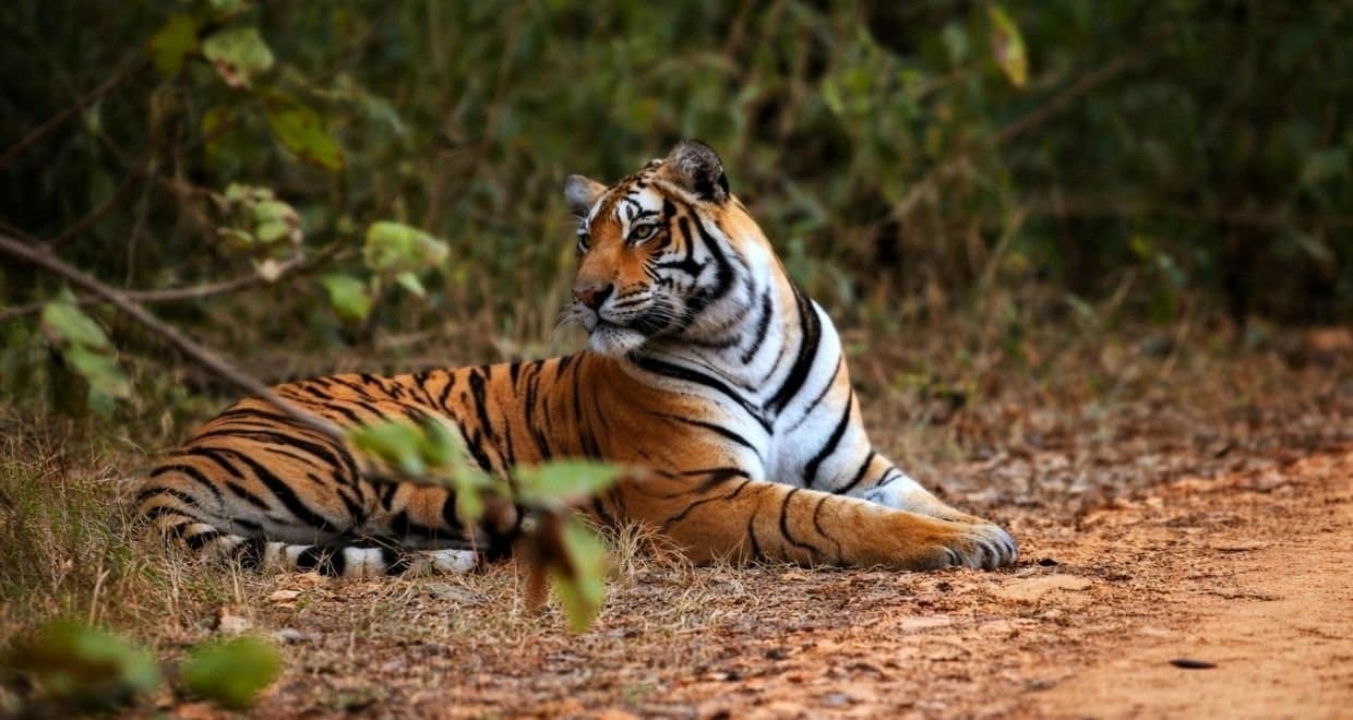 Same Day Sariska Tour from Jaipur photo 2