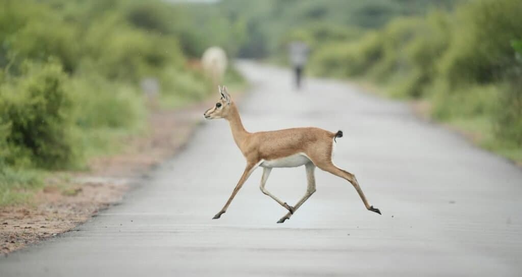 Same Day Osian Tour from Jodhpur photo 2
