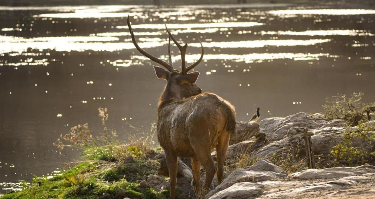 9 Days Golden Triangle Tour with Ranthambhore & Bharatpur