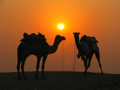 Delightful-2-Nights-Camel-Safari-in-The-Great-Thar-Desert