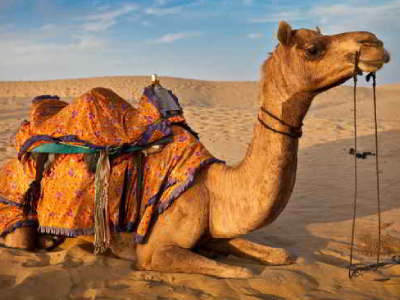 Mesmerizing-Camel-Safari-with-Bliss-of-Thar-Desert