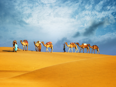 blissful-camel-safari