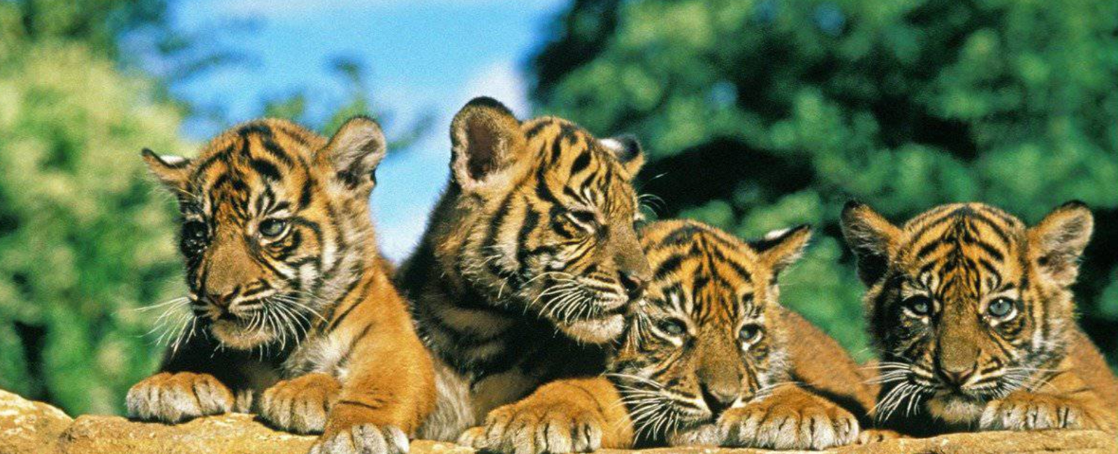 Wildlife Of Incredible India With Tiger