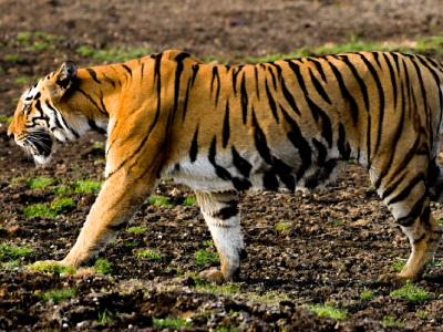 tiger tour with mumbai